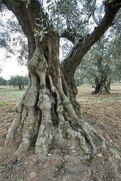 olea europaea 4 graphic